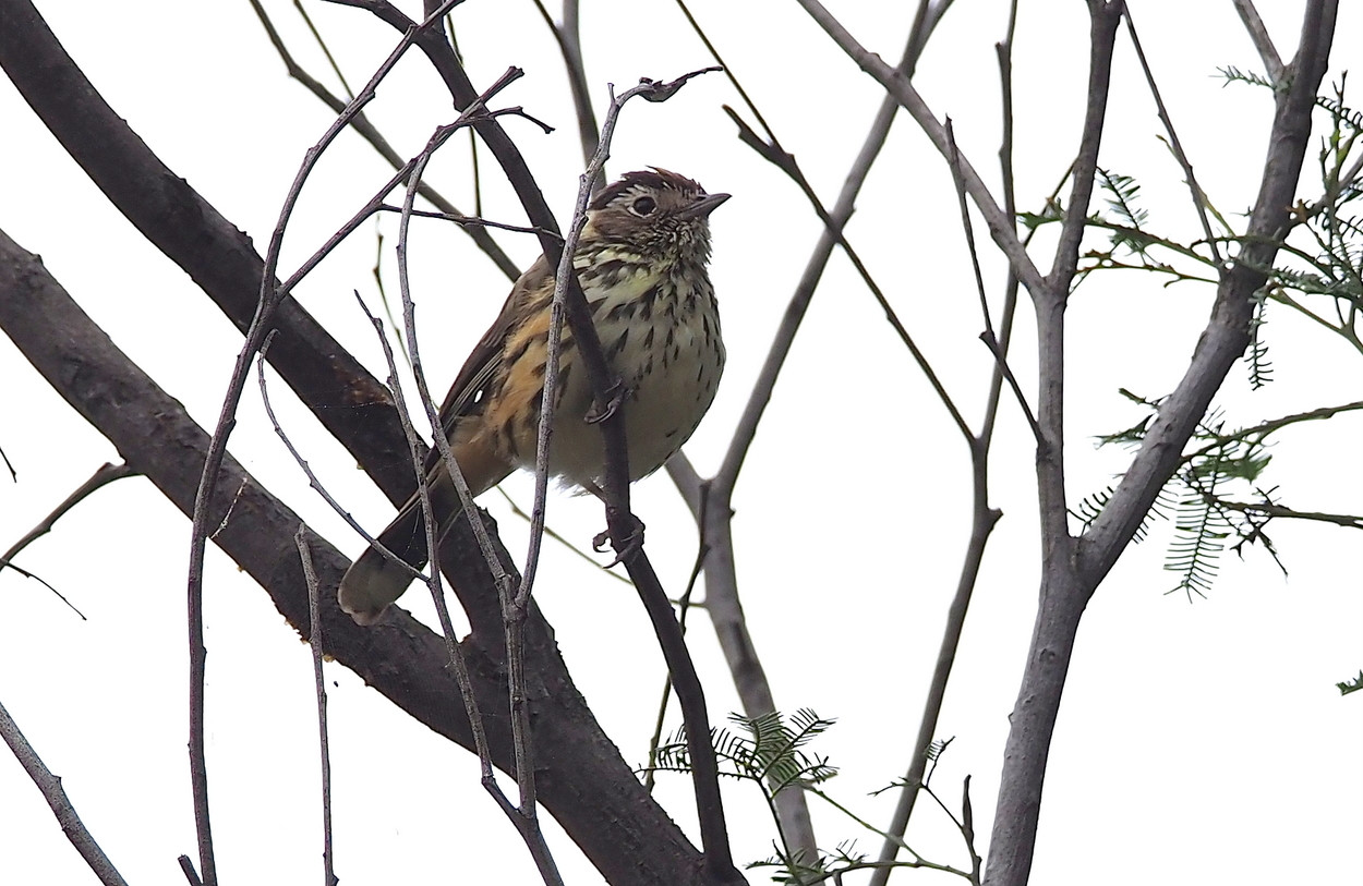 image Speckled Warbler